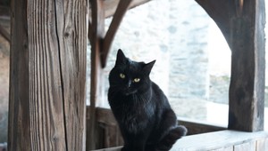 Susedovho kocúra surovo zabil železnou tyčou. Mužovi hrozí päť rokov za mrežami