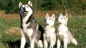 Nestrihajte chlpatých psov, vyzývajú veterinári