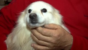 Šťastný koniec. Postrelený psík je už opäť v rukách svojho majiteľa