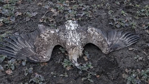 Ochranári smútia: Pytliaci otrávili vzácneho orliaka morského