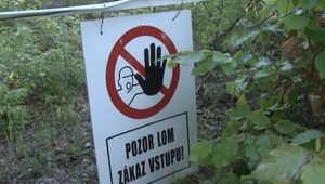 Prasknutá lebka, odtrhnutá oblička a sedem zlomených rebier. Všetko pre záchranu strateného psa