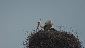 Mnohé bocianie hniezda sú preťažené a treba ich odľahčiť. Robotníci boli pripravení, ale bociany ich predbehli