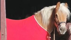 Slovenskí chovatelia vypátrali v Rumunsku svojho ukradnutého koňa, doteraz je ale v rukách úradov