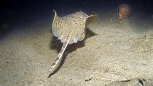 Rybár ulovil rekordnú raju s hmotnosťou 107 kilogramov