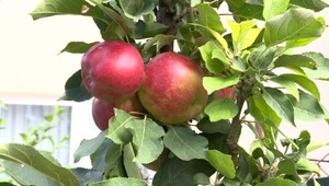 Prvé mrazy zaskočili záhradkárov. Zisťovali sme, či už treba plodiny zazimovať