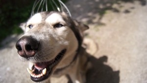 Kúzelník si vystrelil zo psov, video baví celý svet!