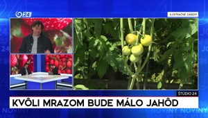 Štúdio 24: Kvôli mrazom bude málo jahôd