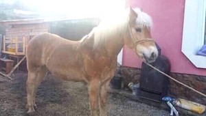 Krádeže zvierat pribúdajú. Majitelia na vlastnú päsť vypátrali svojho koňa