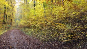 Smrť na rande, mladíka (†25) rozsekali sekerou