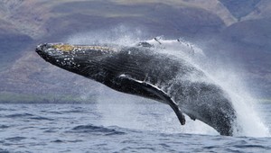 Japonsko obnovilo komerčný lov veľrýb. Z prístavu už vyrazili lode na lov