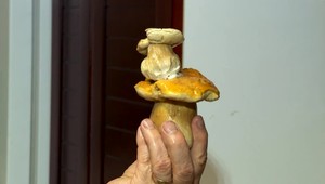 Na východe začala sezóna húb. Pozrite sa, aké unikáty tam môžete nájsť
