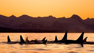 Na pláži objavili sto mŕtvych kosatiek, zomreli záhadnou smrťou