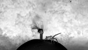 Lietajú aj bez krídel. Nemeckí vedci riešia záhadu lietajúcich pavúkov