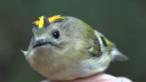 Prírodné divadlo v plnom prúde: Krúžkovateľov čakajú každý deň siete plné vtákov