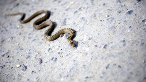 V Malej Fatre pohrýzol muža had, zasahoval vrtuľník