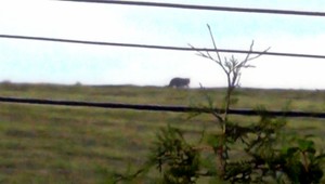 Východniarov ohrozuje šelma, takto postupujte, keď ju uvidíte