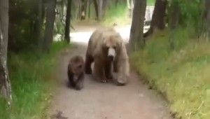 VIDEO: Turista prežil stretnutie s medvedicou a jej mladými