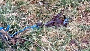 V okolí Kolárova nastražili železné pasce, ochranári núkajú odmenu za informácie