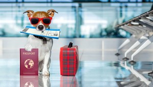 Cestujete na dovolenku so psom? Na toto si dajte pozor, varuje veterinár