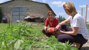 Na pozemku, kde kedysi zasahovali kriminalisti, vyrástli desiatky rastlín konope
