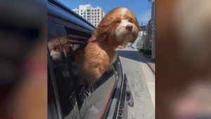 Pes zožral ľudské exkrementy. Zachraňovať ho museli lekári