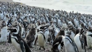 VIDEO: Milión tučniakov na jednom mieste