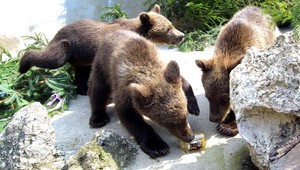 Hladujúci macovia. Ani medveďom sneh nechutí