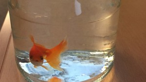 Muž zhltol živú rybku. Dostal tučnú pokutu a nútené práce