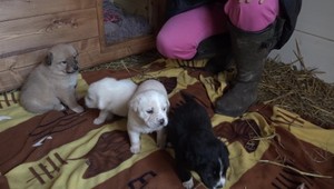 Muž objavil v lese vrece so šteniatkami, zachránil im život