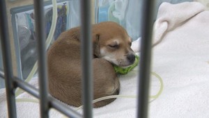 Bezdomovci zneužívali šteniatka na žobranie. Zabránila tomu polícia