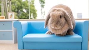 Bella tipuje víťaza: Králičia samica vie údajne predpovedať výsledky zápasu