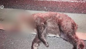 Po zrážke s autom uhynulo medvieďa. Kolíziu s vlakom neprežila medvedica