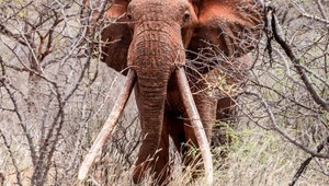 Pytliaci zabili vzácneho slona, vystrelili na neho jedovatý šíp