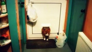 VIDEO. Keď sa tučná mačka nevmestí do dverí...