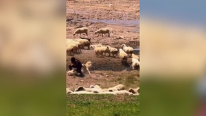 Ruská turistka ignorovala varovania. Pri pokuse o fotografiu ju uhryzol pastiersky pes