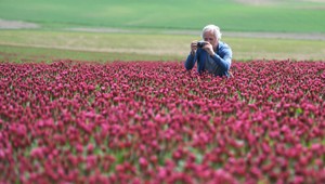 Internet zaplavili fotografie purpurového poľa. Viete, kde ho na Slovensku hľadať?