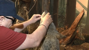 Ako "vidí" medveďa nevidiaci? V Tatranskom múzeu je to možné dotykom