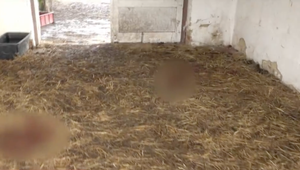 Prípad zastrelených koní  pobúril nielen verejnosť, ale aj ochranárov a poľovníkov. Strelec strielal smerom k domom