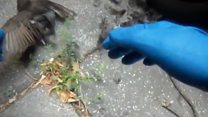 VIDEO: Pozrite si, ako policajti zachránili drozda, ktorý uviazol pod kolesami auta