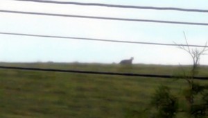 Šelma sa opäť objavila, tentoraz v okolí Prešova