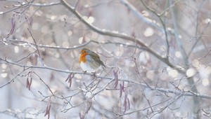 Slovensko zasiahlo prvé výdatné sneženie. Viaceré horské priechody uzavreli