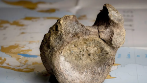 Zabudnutá kosť v zásuvke odhalila prvého dinosaura objaveného v Antarktíde