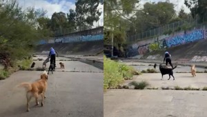Vybral si zlé obete: Muž chcel napadnúť dve ženy, no ich osem psov ho zahnalo na útek