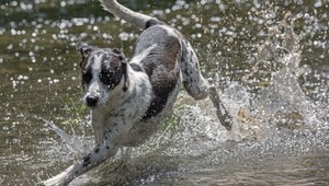 Nezaočkovaný pes môže majiteľa stáť 33 eur