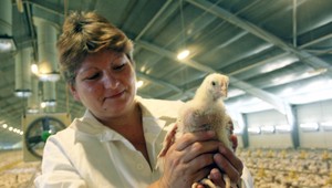 Slováci chcú lepší život pre kurčatá. Väčšina by si za humánnejší chov aj priplatila