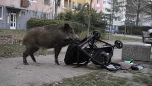 Diviak prevrátil kočík s bábätkom. Skončilo v nemocnici