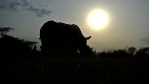 Zomrel posledný samec nosorožca tuponosého severného. O pokračovanie rodu sa postará aj po smrti