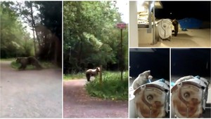 Turista nakrútil medveďa, ktorý vyskočil z búdy v Starej Lesnej