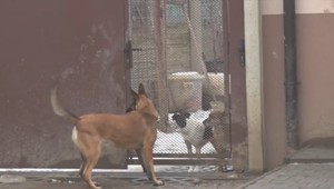 Potvrdený prípad besnoty: Zaočkovať sa muselo trinásť ľudí, hrozila im smrť