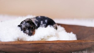 Od soboty platí zákon, že zviera nie je vec. Toto sú najväčšie novinky